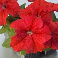 Петуния грандифлора Из Ридер Ред