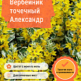 Вербейник точечный Александр