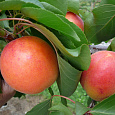 Абрикос обыкновенный Сын Краснощекого