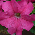 Петуния грандифлора Лимбо Джи Пи	Роуз