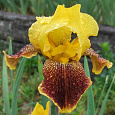 Ирис бородатый Хуп ем Ап