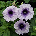 Петуния грандифлора Лимбо Джи Пи Блю Вейнед