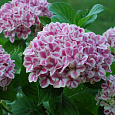 Гортензия крупнолистовая Пепперминт Гортензия крупнолистовая Пепперминт