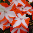 Бальзамин Баланс Оранж Стар
