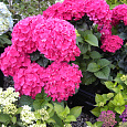 Гортензия крупнолистовая Со Лонг Рози Гортензия крупнолистовая Со Лонг Рози
