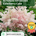 Астильба китайская Elderberry Cake