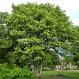 Клен ложноплатановый Леопольди