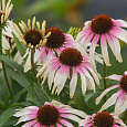 Эхинацея пурпурная Фонтейн Пинк Ай