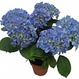 Гортензия крупнолистовая Адриа Блю Гортензия крупнолистовая Адриа Блю