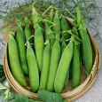 Горох овощной Алтайский изумруд