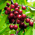 Вишня степная Изобильная