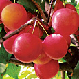 Алыча  Рубиновая