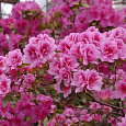 Азалия японская Петтикоут