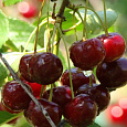 Вишня обыкновенная Спартанка (Дюк)