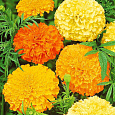 Бархатцы прямостоячие Максимикс