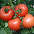 Томат Раздолье F1 Томат Раздолье F1