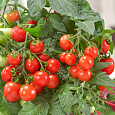Томат Красная россыпь Томат Красная россыпь