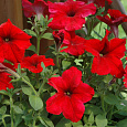 Петуния грандифлора Призм Ред