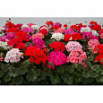 Пеларгония зональная Нано Микс