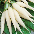 Редис Белый клык