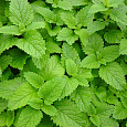 Мелисса (Лимонная мята) лекарственная Lemon Balm Мелисса (Лимонная мята) лекарственная Lemon Balm