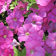 Петуния ампельная F1 Изи Вейв	Пинк