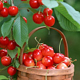 Черешня  Любава