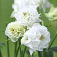 Аквилегия обыкновенная Винки Дабл Вайт энд Вайт