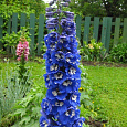 Дельфиниум (живокость) культурный Pacific Giant Blue Bird