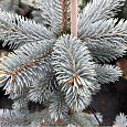 Ель колючая Роял Блю