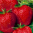 Земляника садовая Максим (Гигантелла Максим)