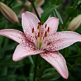 Лилия азиатская Танго Оушн Бриз