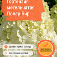 Гортензия метельчатая Полар Бир Гортензия метельчатая Полар Бир