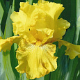 Ирис карликовый Эксельза