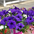 Петуния ампельная F1 Изи Вейв	Блю