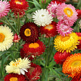 Гелихризум Махровый смесь окрасок