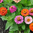 Цинния изящная Дюймовочка