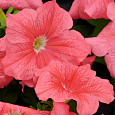 Петуния грандифлора Игл Салмон