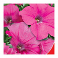 Петуния Розовая пенка