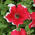 Петуния грандифлора Хулахуп Ред