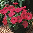 Петуния каскадная Рэмблин Неон Роуз