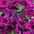 Петуния бахромчатая Эспрессо Фраппе Руби