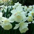 Нарцисс трубчатый Маунт-Худ