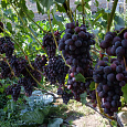 Виноград плодовый Кодрянка