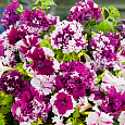 Петуния грандифлора фимбриата Поздрав из Яромнерже