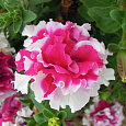 Петуния махровая	Пируэтт роуз
