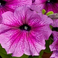 Петуния грандифлора Тритуния Пинк Вейнед