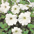 Петуния ампельная Эксплорер Клеа Вайт