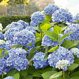 Гортензия крупнолистовая Бодензи Гортензия крупнолистовая Бодензи