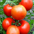 Томат Рассвет F1 Томат Рассвет F1
